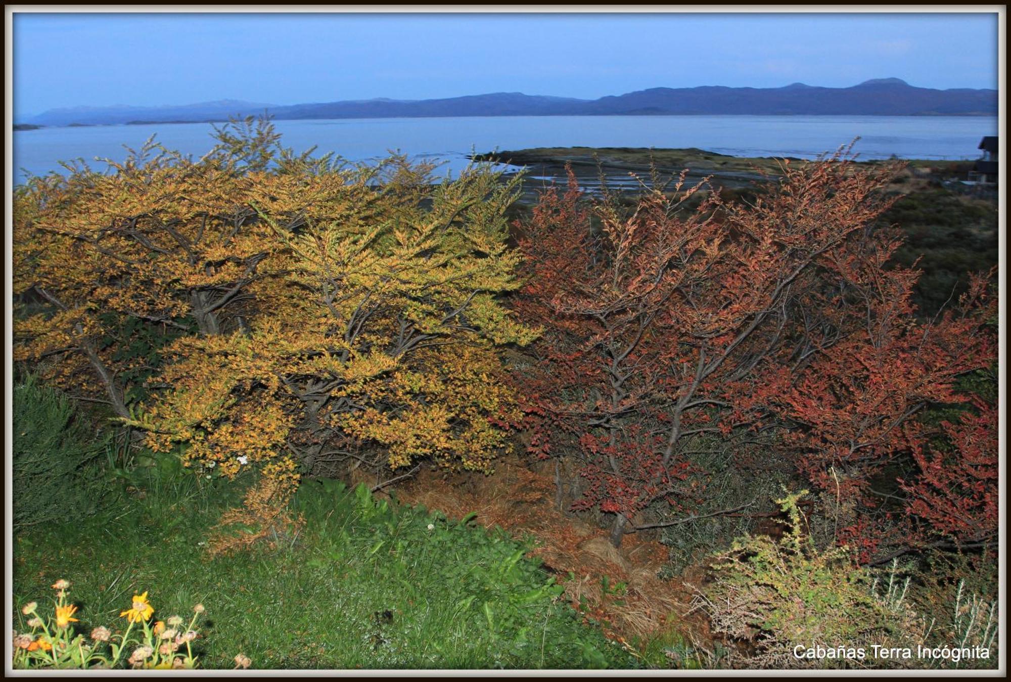 Terra Incognita Villa Ushuaia Rum bild